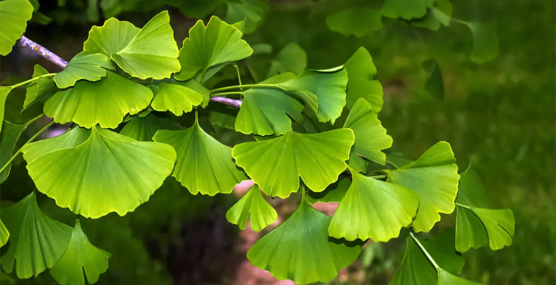 Ginkgo Biloba for Erectile Dysfunction