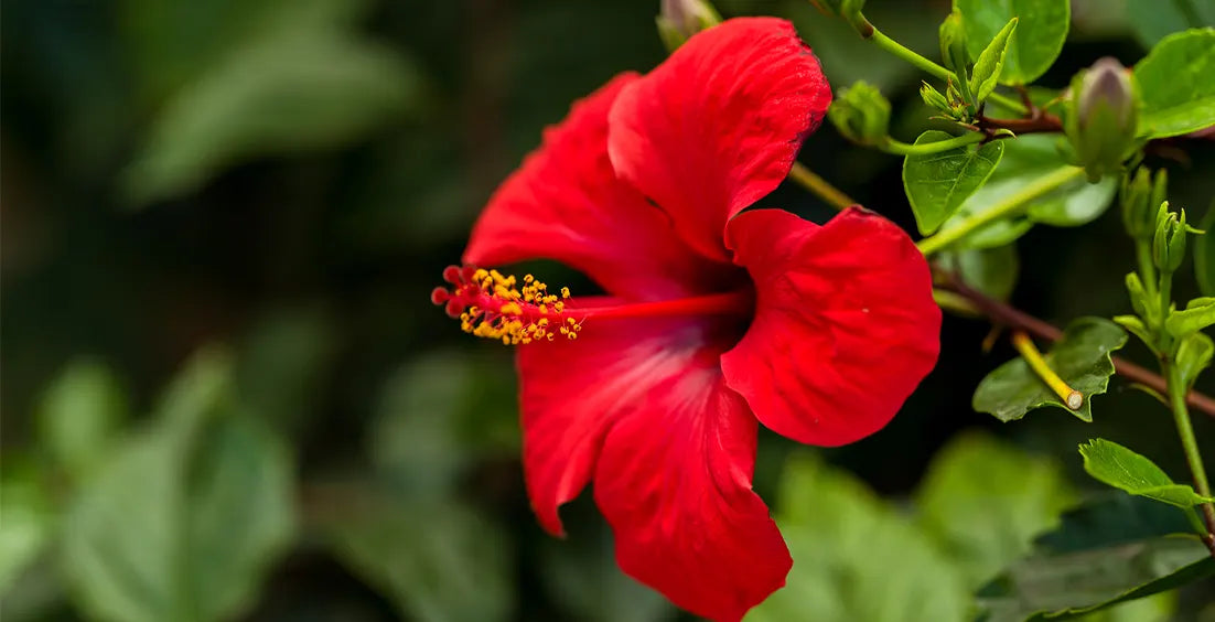 The Surprising Health Benefits of Hibiscus