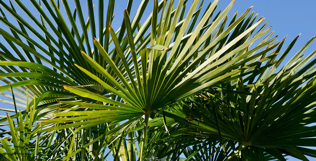 Saw Palmetto Benefits and Uses