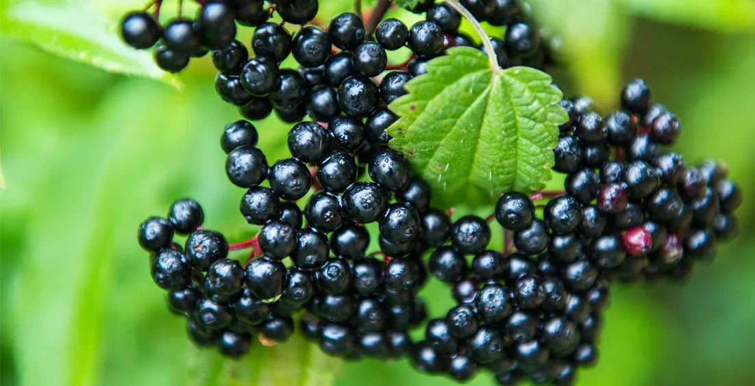 The Most Effective Forms of Elderberry: A Comprehensive Guide